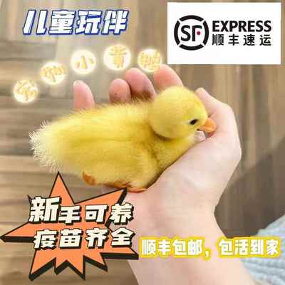 小鸭子活宠物网红黄鸭柯尔鸭儿童鸭幼崽体正宗柯达物幼苗体