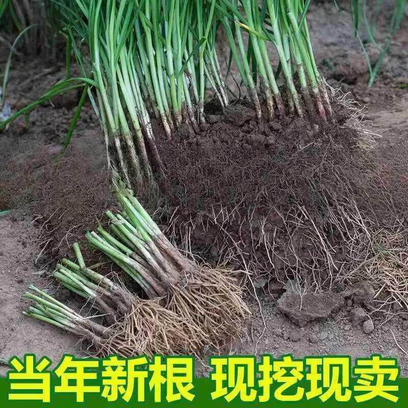 现挖新韭菜根紫根小叶宽叶四季韭菜根韭菜庭院阳台蔬菜盆栽养绿植