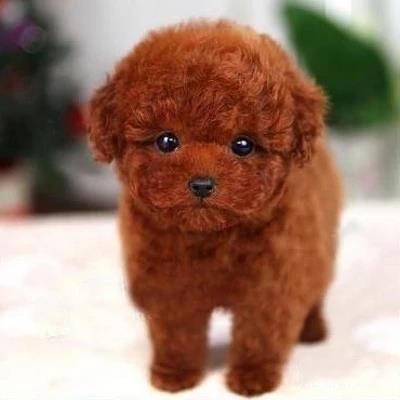 纯种泰迪幼犬宠物狗狗活物小狗飞耳灰泰迪比熊博美贵宾茶杯犬小型 宠物/宠物食品及用品 狗狗 原图主图