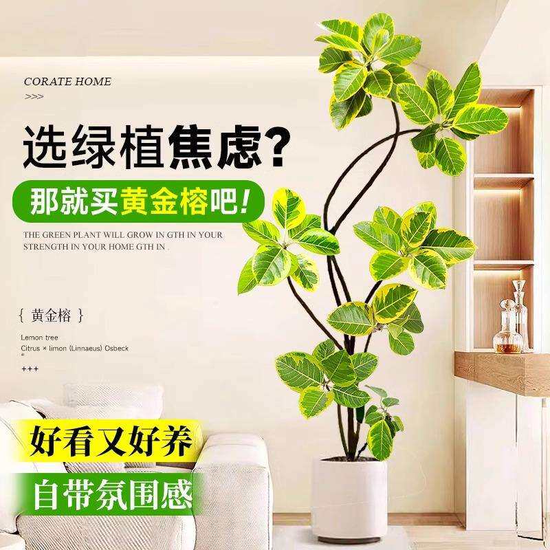 花叶造型黄金榕橡皮树客厅绿植富贵榕室内办公室绿植大型盆栽植物