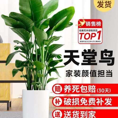 天堂鸟盆栽室内客厅大型绿植办公室大叶植物高端鹤望兰除甲醛新房