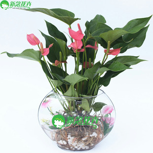 新念 水培粉掌 盆栽花卉好养绿植 办公室植物家居室内观花