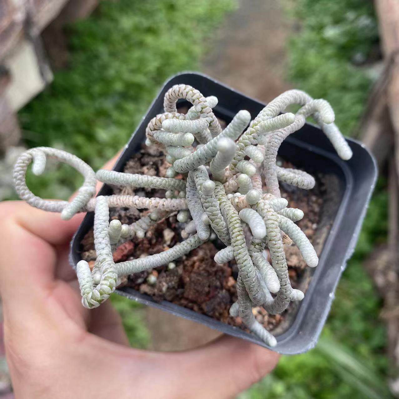 银蚕多肉植物雪蚕仙人球实生整群整桩仙人掌多肉植物好养可爱盆栽