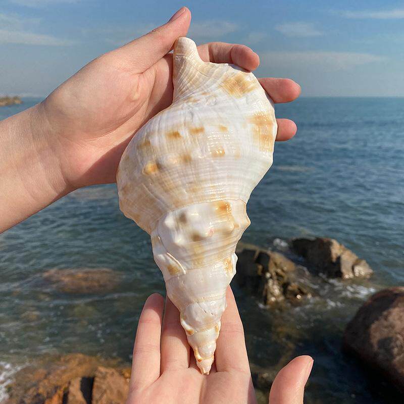 天然超特大海螺可吹响号角螺大白蛙螺大贝壳海星鱼缸造景拍摄摆件