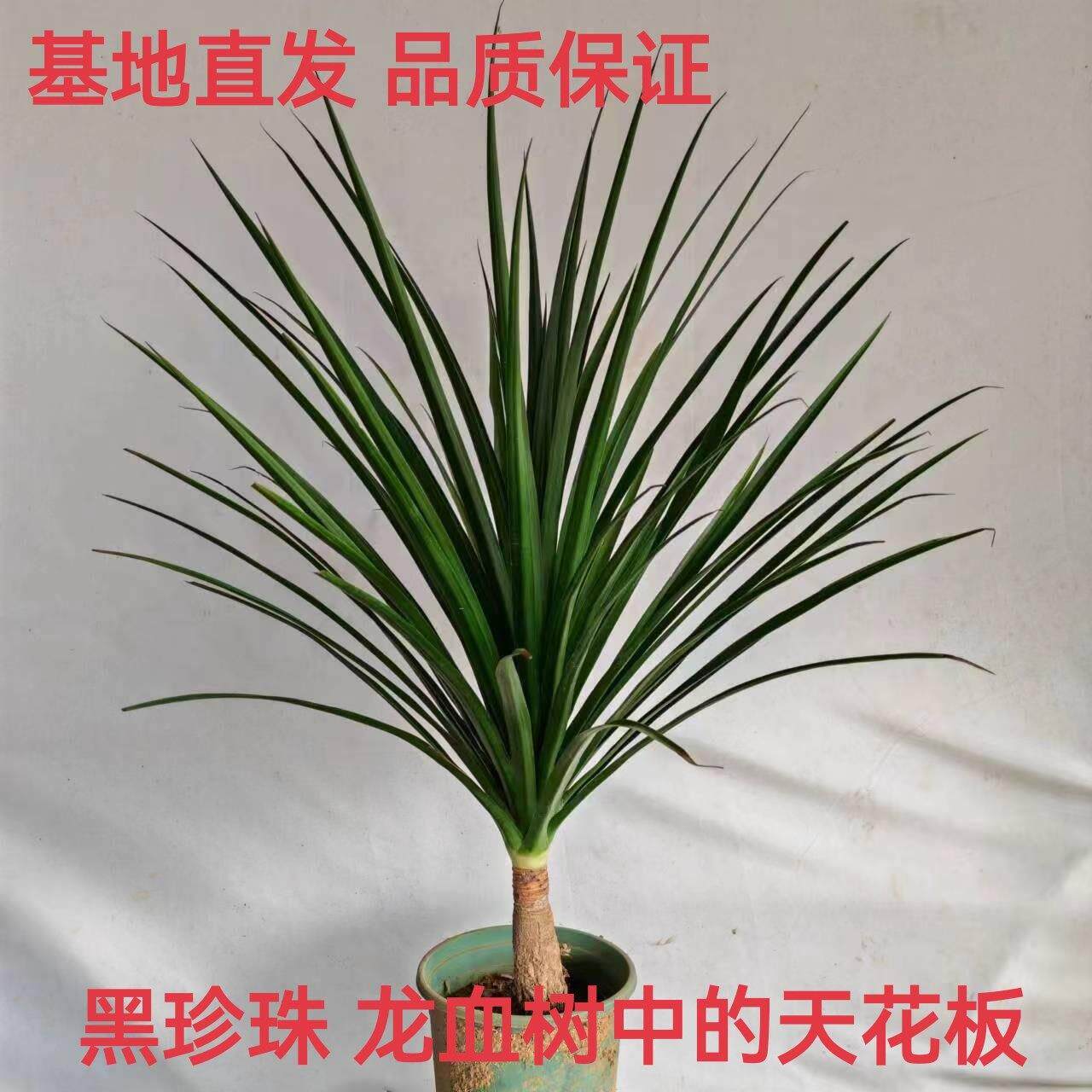 老桩黑珍珠龙血树盆栽室内懒人新手好养易活植物颜值绿植