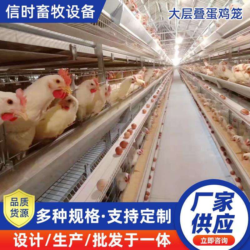 自动化蛋鸡笼养殖设备热镀锌自动化清粪系统畜牧农用养殖鸡笼子
