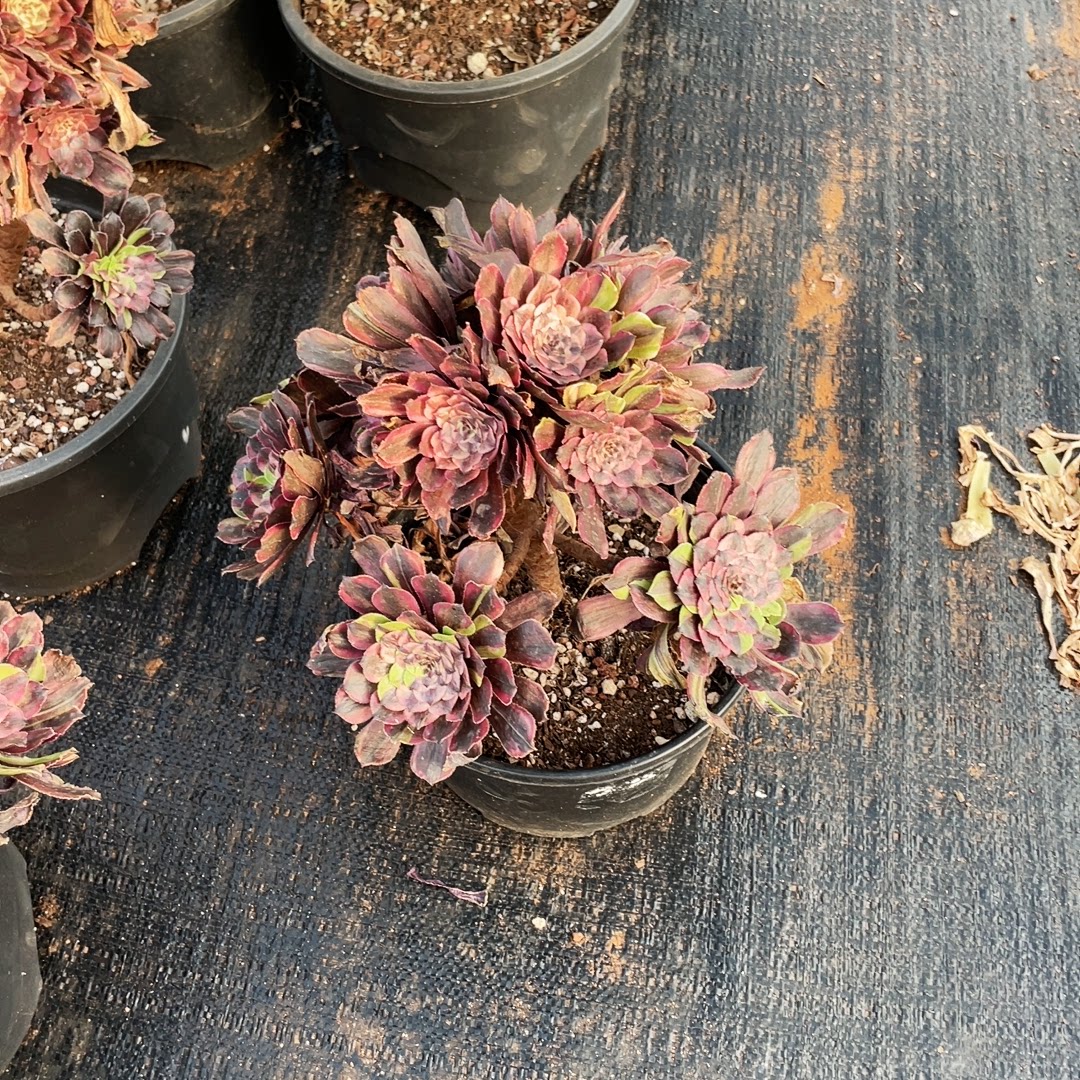 云南法师锦清棚粉黛花脸朵朵