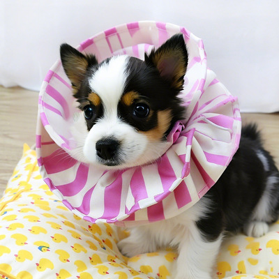 伊丽莎白绝育项圈宠物伊丽莎白圈