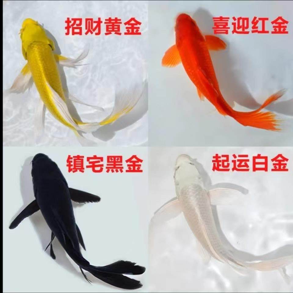 黑金锦鲤鱼活体包活到家（龙凤）白金黄金锦鲤冷水观赏鱼鹦鹉红草,宠物/宠物食品及用品,观赏鱼饲料,淘宝优惠券,粉丝福利购,淘宝优惠卷
