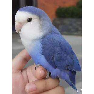 牡丹鹦鹉活鸟亲人粘人好上手活泼听话好养活适合手养的雏鸟