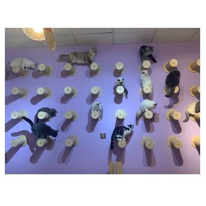 高档出口猫爬架实墙壁跳台壁挂式猫窝四猫木抓柱季猫木质猫墙猫树