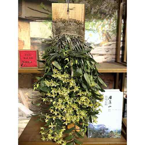 雁荡山铁皮石斛板植 花卉三年生石斛兰红杆 开花4-7月 室内外种