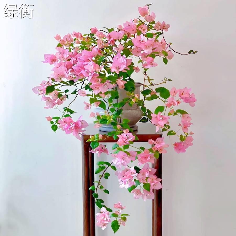 三角梅老桩带花苞四季开花绿植盆栽好养活阳台庭院爬藤重瓣垂丝