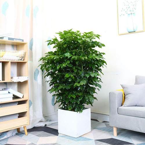 幸福树盆栽室内除甲醛大型绿植好养花卉客厅办公室家用大棵植物
