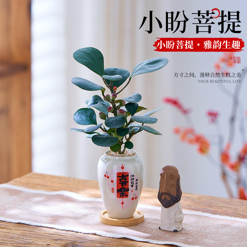小盼菩提树盆栽带果绿植盆景六月雪办公室内桌面绿植棕竹摆件好养