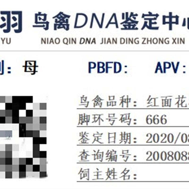 玄凤牡丹虎皮鹦鹉公母验卡dna验卡雏鸟幼鸟鸟禽公母性别鉴定