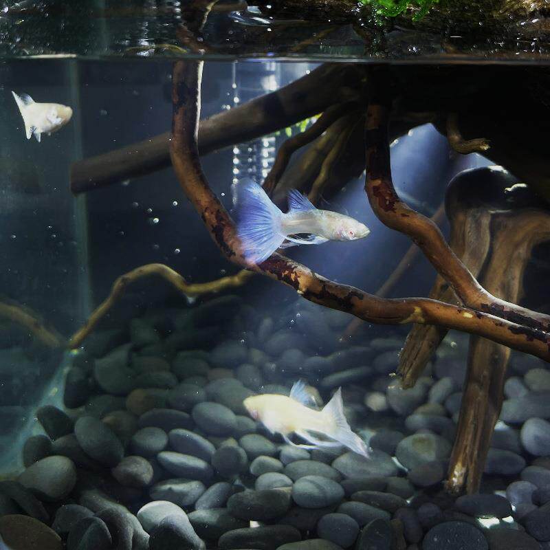 流水版杜鹃根微景生态瓶物鱼缸盆观栽盆公景植室BC-015内绿植办桌