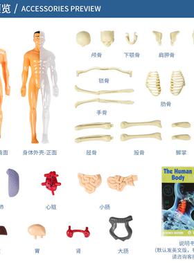 体型儿童玩具模ste骨m认知科234教益智器官组人装骼骨架构造厂家