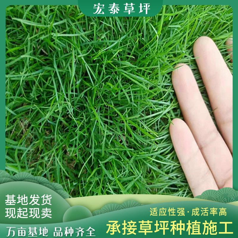 四季青草坪果岭草坪带泥土草皮公园草地园林绿化马尼拉草皮