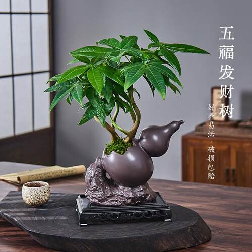 五福发财树盆栽室内客厅办公室桌面绿植花卉招财植物四季常青好养