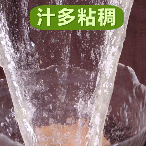 库拉索芦荟盆栽植物美容可食用灌肤专用新鲜绿植叶片肉厚保湿包邮