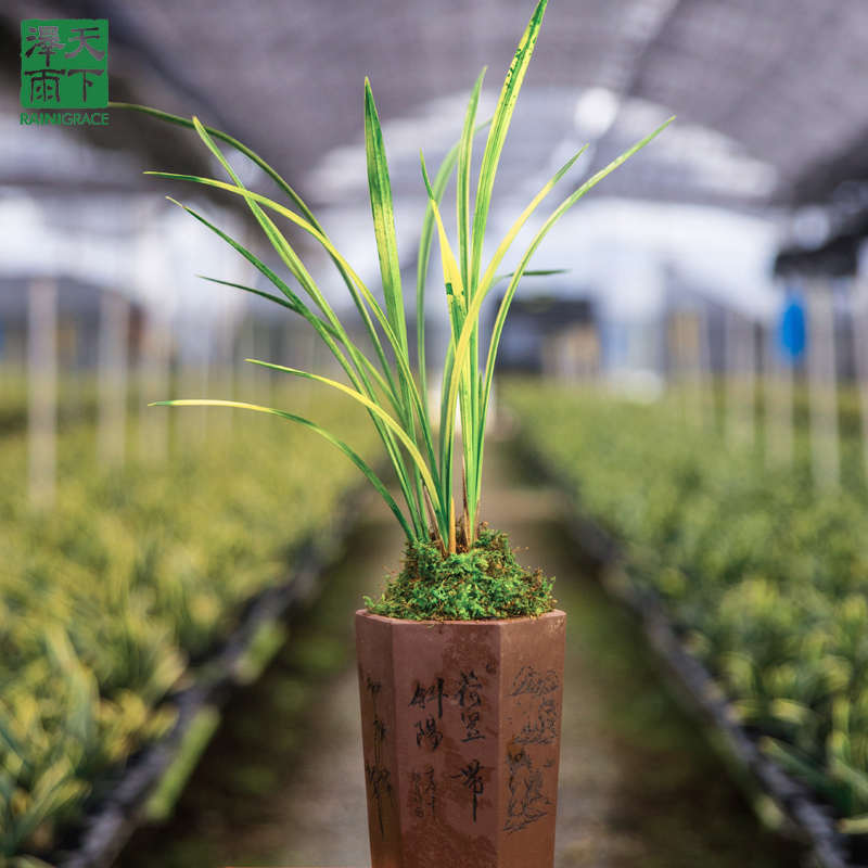 泽雨天下四季建兰花苗八宝奇珍中透虎斑艺山水画浓香花卉绿植盆栽