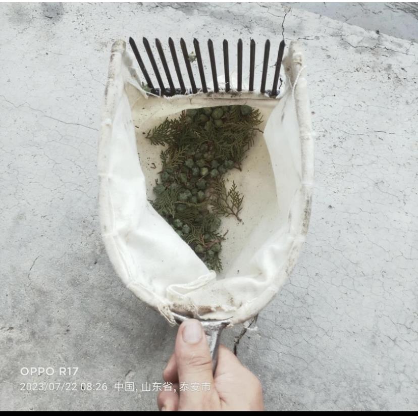 采摘酸枣神器，采摘柏籽神器，采摘神器，省时省力效率翻倍