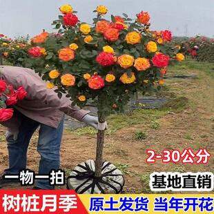 开 花庭院高杆棒棒糖嫁接树状月 花苗特大花多色花朵四季 树桩月季