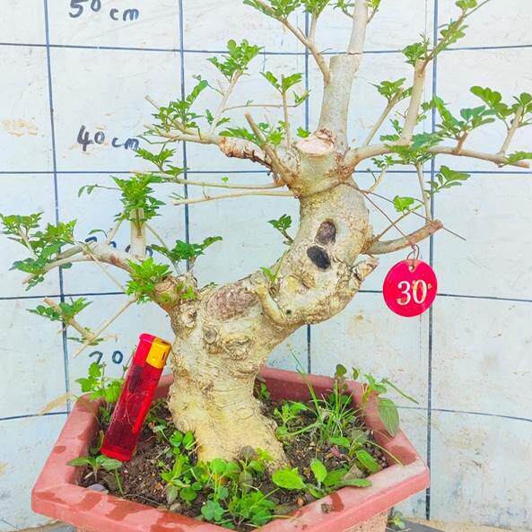 对节白蜡老桩盆景小树苗矮霸造型黄栌火棘雀梅阳台庭院紫藤杜鹃