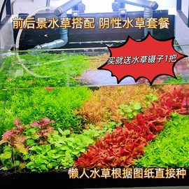 鱼缸造景植物阴性水草套餐荷兰景草缸草坪绿宫廷懒人新手水草