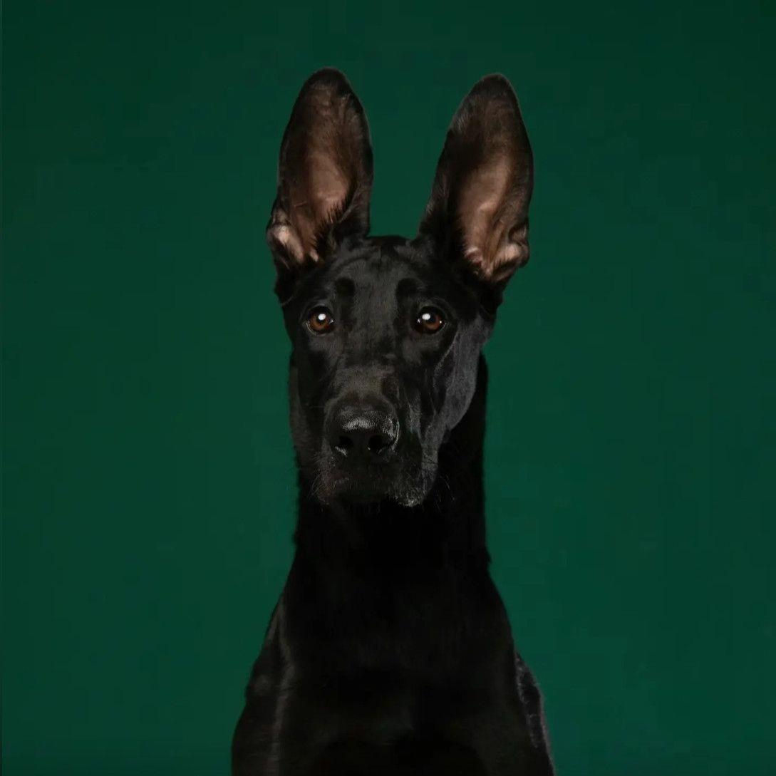 黑狼犬幼犬墨界黑狼短毛全黑看家护院正宗黑色狼狗活的狗便宜现货