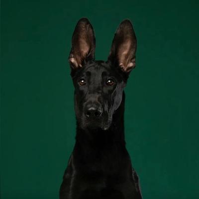 黑狼犬幼犬墨界黑狼短毛全黑看家护院正宗黑色狼狗活的狗便宜现货