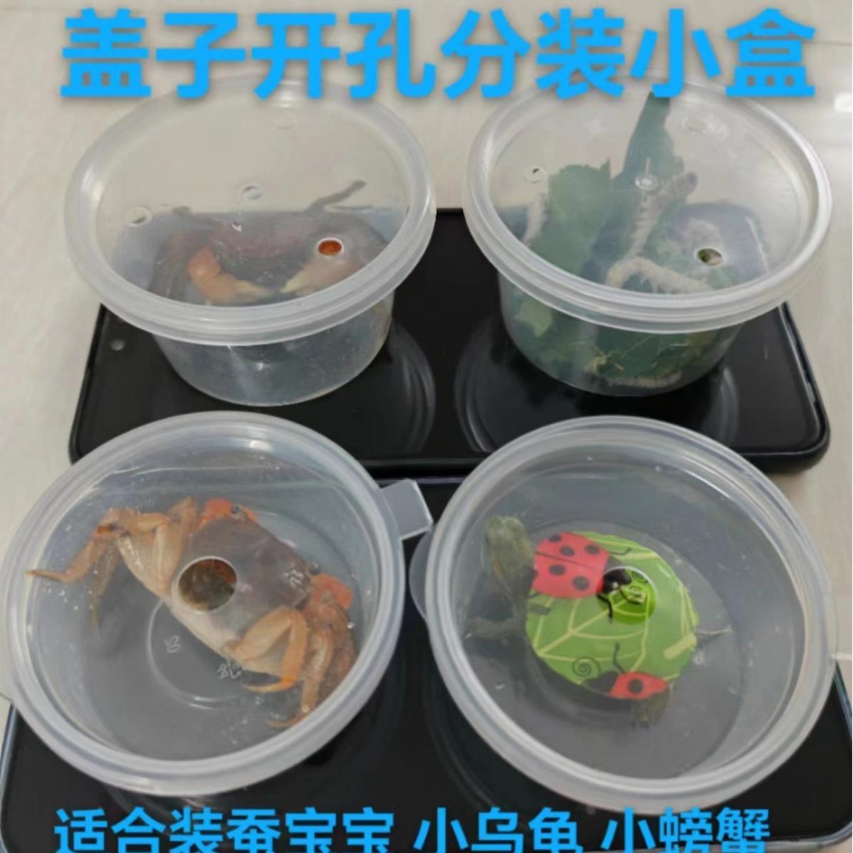分装盒带孔透气蚕宝宝饲养乌龟螃蟹有孔塑料小圆盒P4小彩龟盒