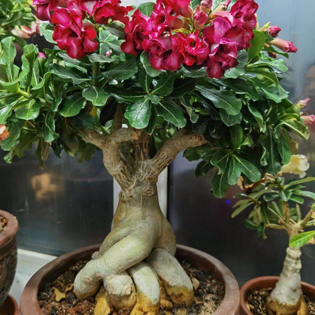 沙漠玫瑰重瓣花基地直销老桩室内阳台四季植物嫁接盆栽花卉