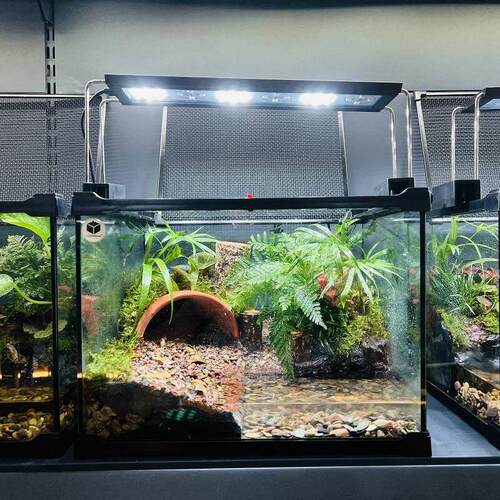 爬宠雨林缸造景生态内置过滤热带植物全自动微景观