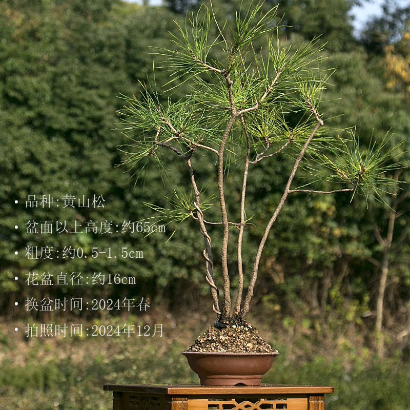 多杆丛林黄山松造型盆景庭院室内黑松小品盆栽好养绿植一物一拍
