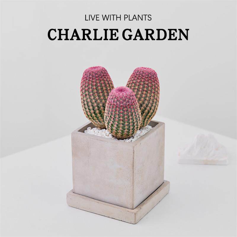 三头红太阳多肉仙人球室内四季好养盆景办公室桌面小型绿植物盆栽