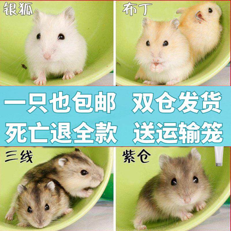 包邮宠物仓鼠银狐布丁鼠金丝熊眼圈奶牛熊珍珠熊小仓鼠