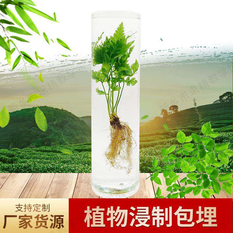 产地货源品质款植物保色固化标本自然大浸制包埋草本生物模型