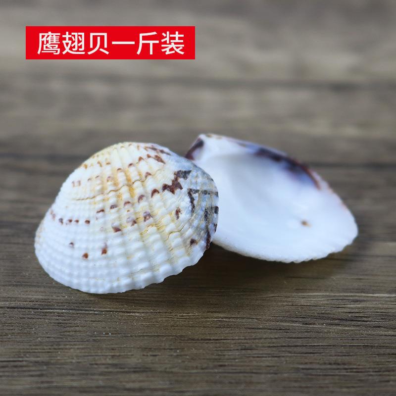 天贝壳小鹰翅贝花蛤鹰翅贝鱼缸景装Y饰品原然材料DI地台墙造贴海