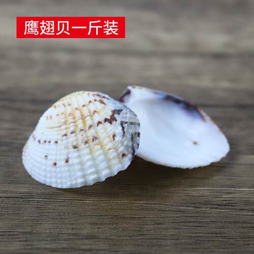 天贝壳小鹰翅贝花蛤鹰翅贝鱼缸景装Y饰品原然材料DI地台墙造贴海