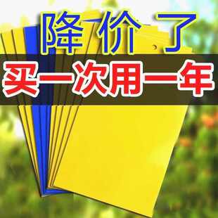 双面粘虫黄板诱虫板柑橘子树瓜果实蝇针蜂粘苍蝇贴粘虫板蓟马篮板