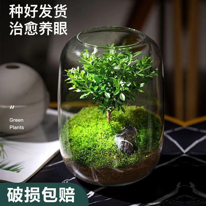 生命之树懒人养鱼苔藓微景观办公室盆栽宿舍植物桌面生态瓶真植物