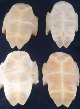 甲骨文龟壳雕刻天然真乌龟壳专用龟甲骨学生描绘涂色脱皮文教用品