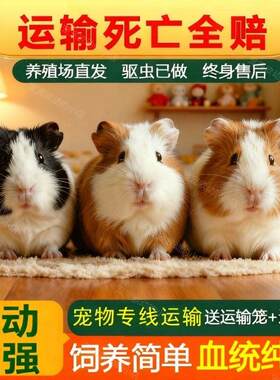 荷兰猪活物豚鼠家养荷兰鼠活宠荷兰猪幼崽鼠加州卡皮巴拉活物宠物