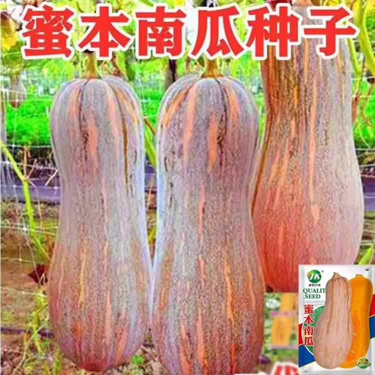 蜜本南瓜种子粉糯香甜肉细春夏秋四季蔬菜种籽大果早栗长密本种孑