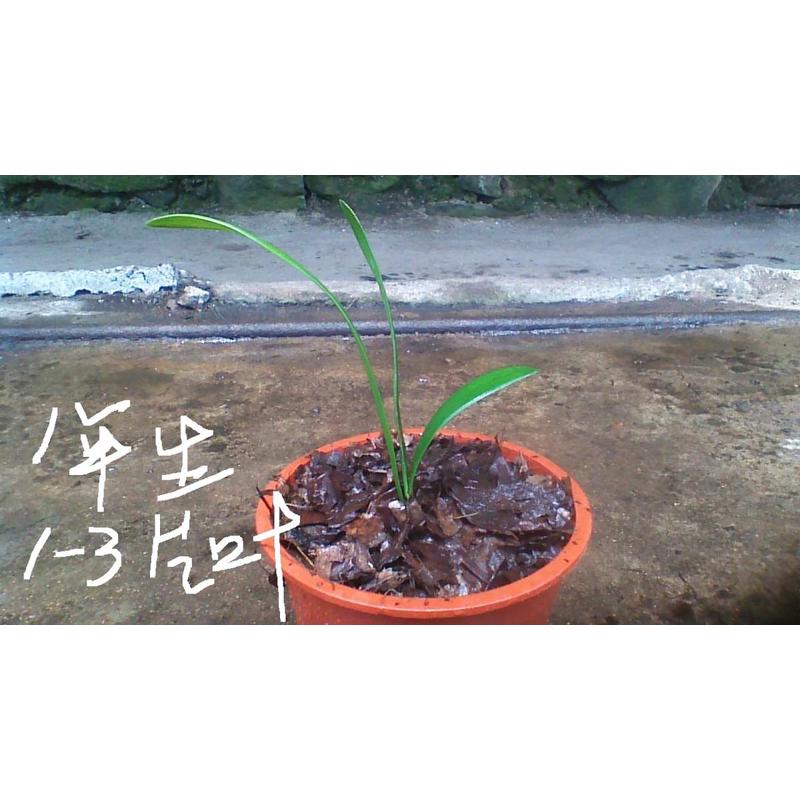 国外黄色花君子兰苗，（现场拍照，实物发货）新疆西藏不包邮