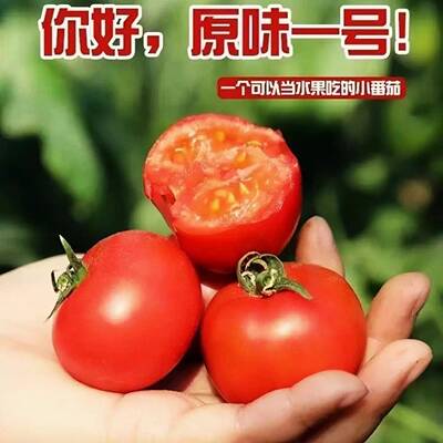 密云生吃原味一号水果沙瓤西红柿新鲜纯天然自然熟农家1号小番茄