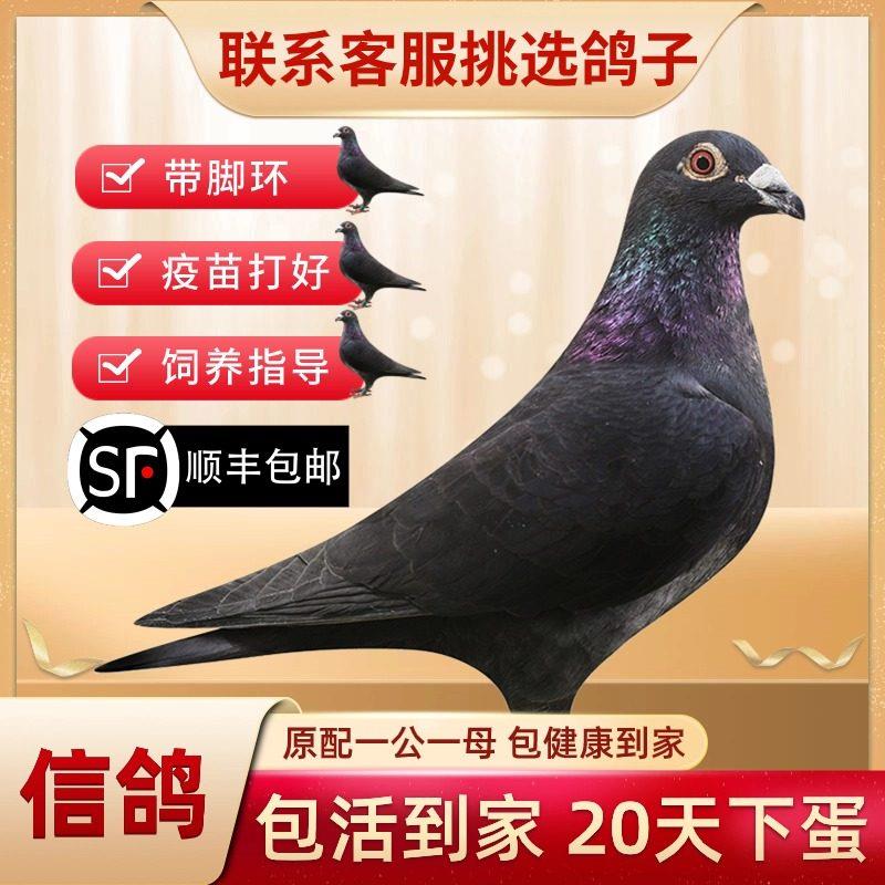 鸽子活一对观赏鸽信鸽赛鸽成绩鸽子活物幼鸽活体原配种鸽血统青年