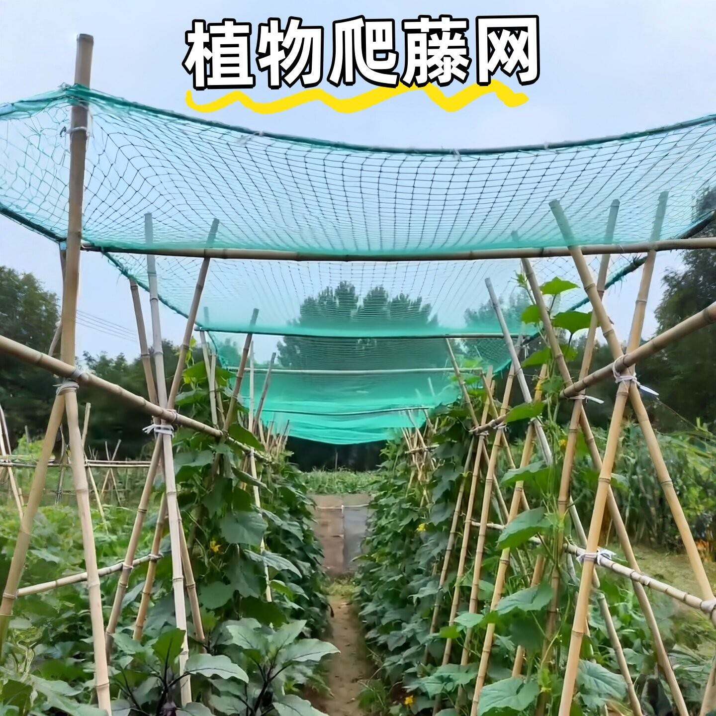 农用爬藤网丝瓜豆角百香果蔬菜瓜果专用攀爬搭架网植物种植吊秧架